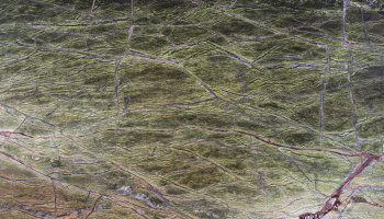 Rain Forest Green