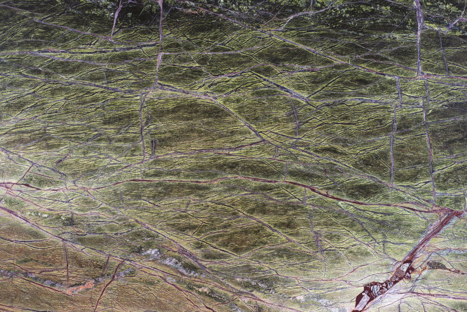 Rain Forest Green